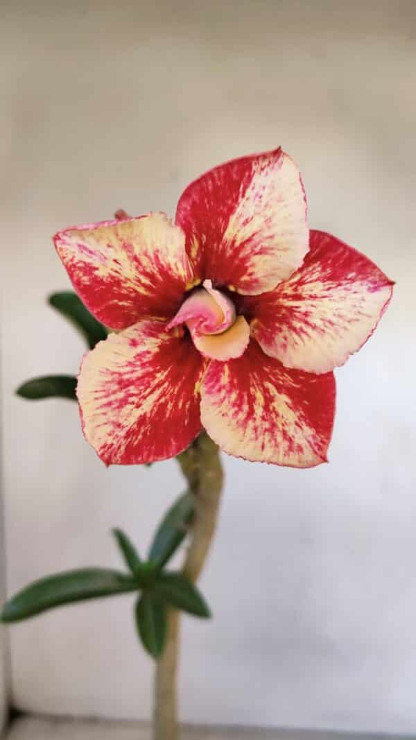 Planta Dobrada 3333 – 30cm – 02 anos - Imagem 1