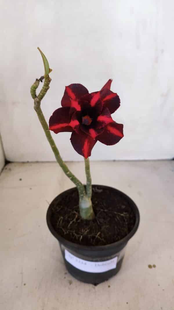 Planta Dobrada 3334 – 25cm – 01 ano - Imagem 2