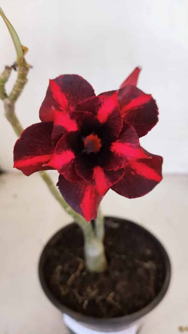 Planta Dobrada 3334 – 25cm – 01 ano - Imagem 1
