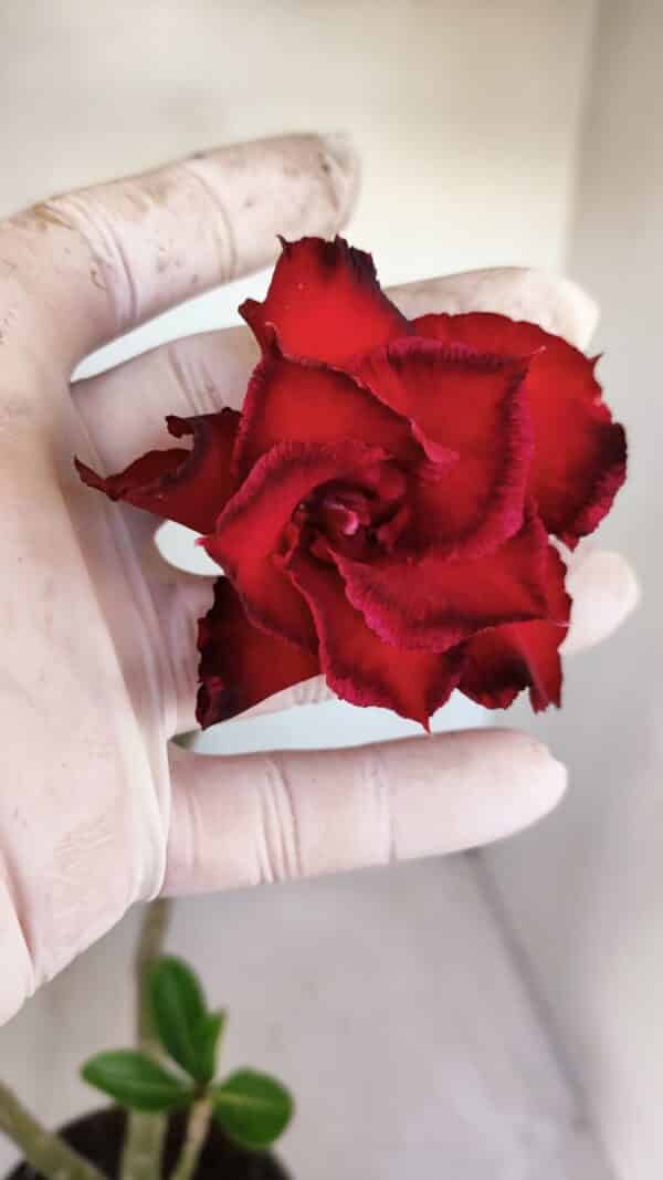 Planta Dobrada 3335 – 35cm – 03 anos - Imagem 1