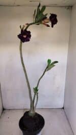 Planta Dobrada 3336 – 40cm – 03 anos - Imagem 6