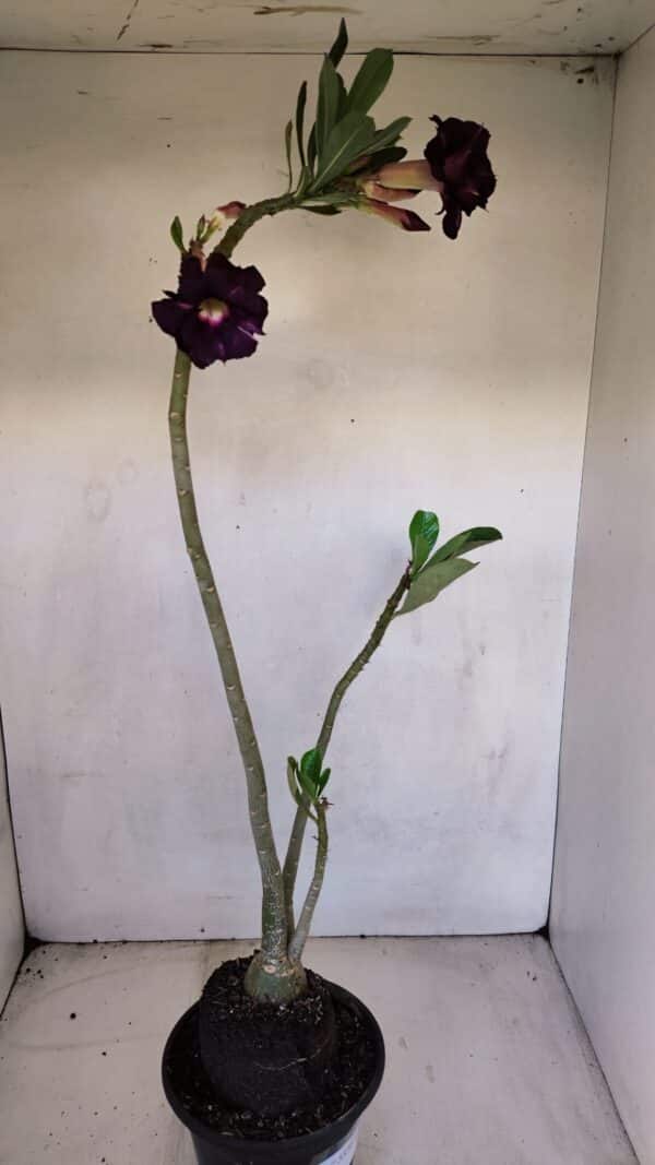 Planta Dobrada 3336 – 40cm – 03 anos - Imagem 6