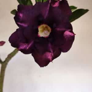 Planta Dobrada 3336 – 40cm – 03 anos