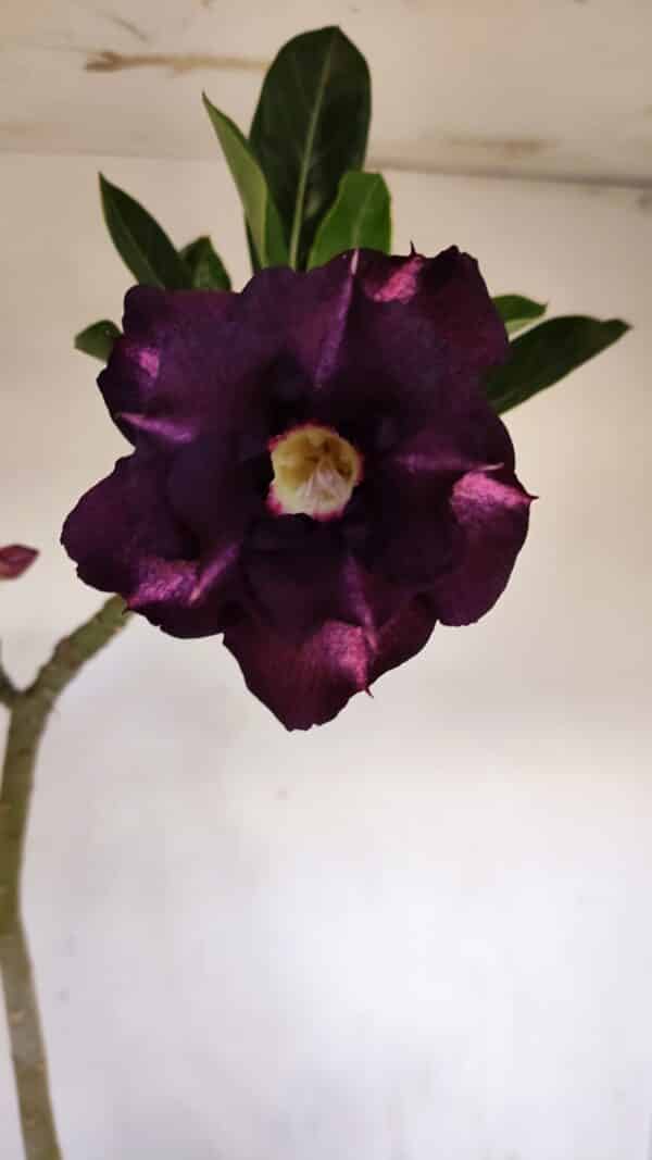 Planta Dobrada 3336 – 40cm – 03 anos - Imagem 1