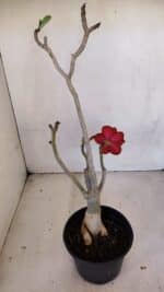 Planta Dobrada 3337 – 35cm – 03 anos - Imagem 5
