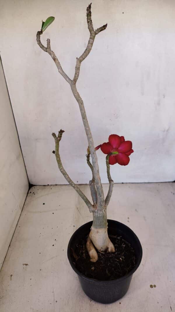 Planta Dobrada 3337 – 35cm – 03 anos - Imagem 5