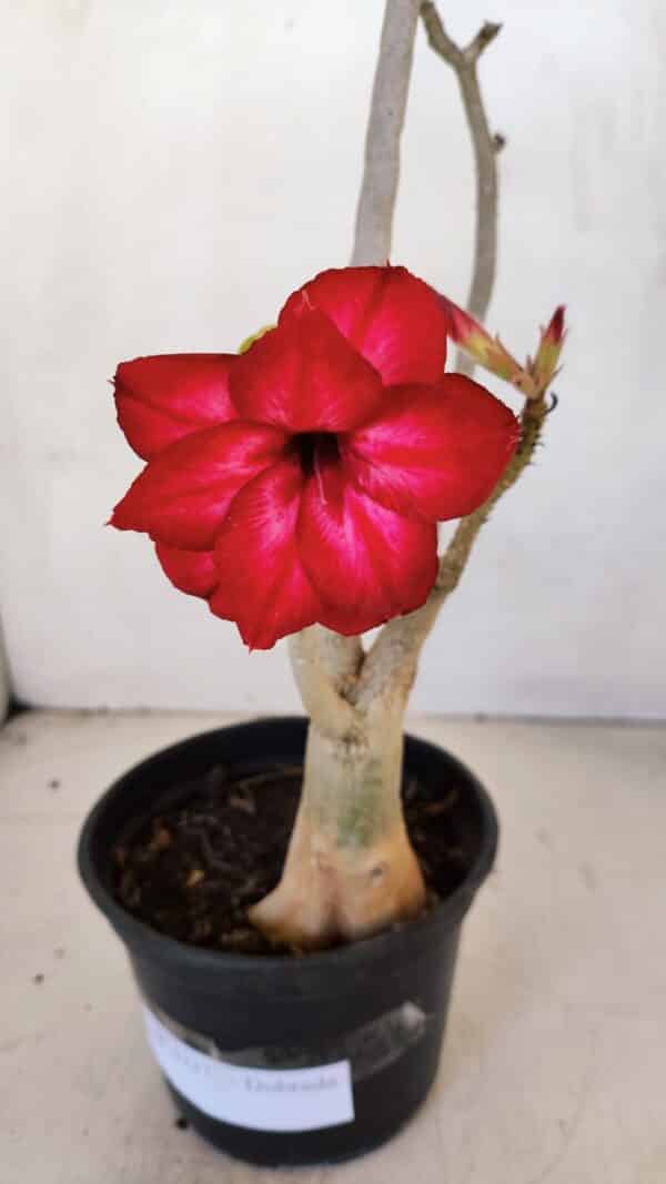 Planta Dobrada 3337 – 35cm – 03 anos - Imagem 1