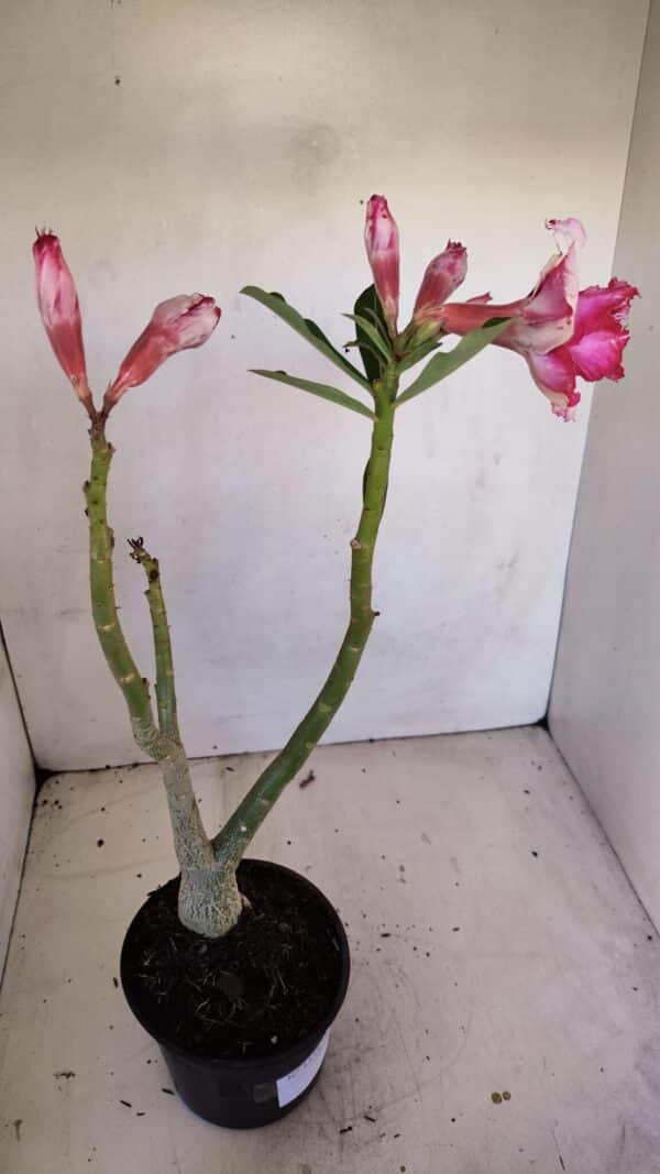 Planta Dobrada 3338 – 40cm – 03 anos - Imagem 6