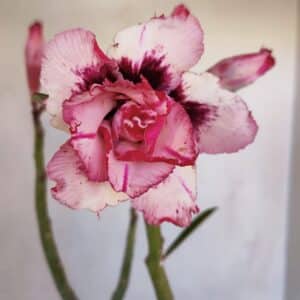 Planta Dobrada 3338 – 40cm – 03 anos