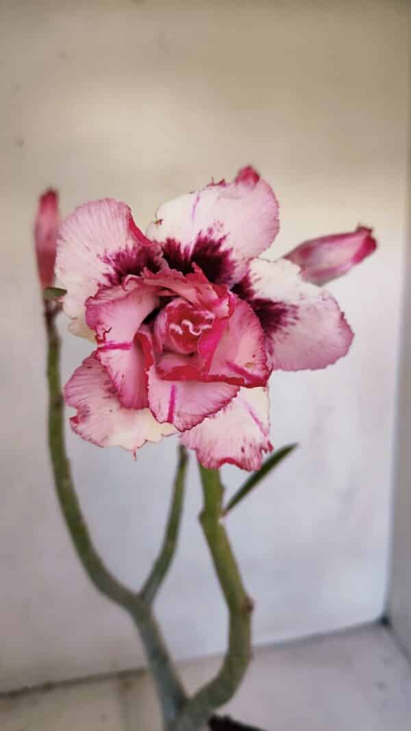 Planta Dobrada 3338 – 40cm – 03 anos - Imagem 1