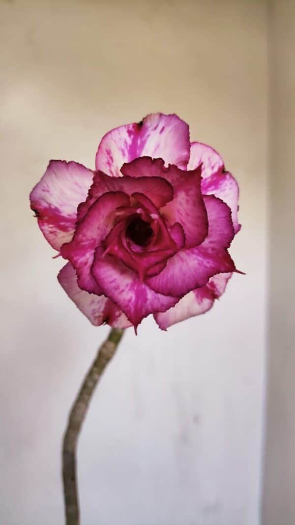 Planta Dobrada 3339 – 40cm – 03 anos - Imagem 1