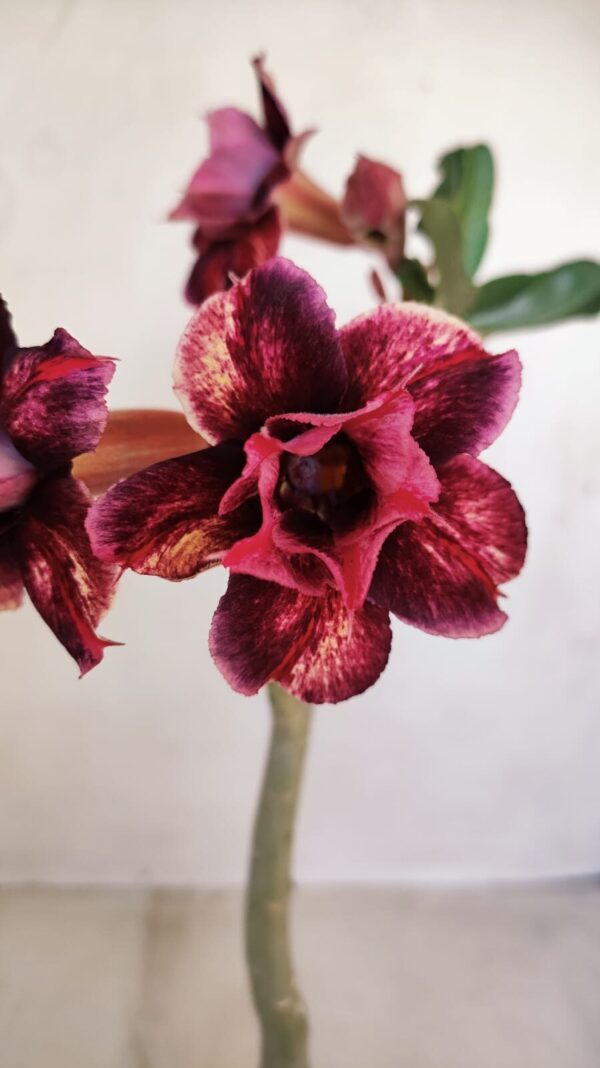 Planta Dobrada 3340 – 35cm – 03 anos - Imagem 1