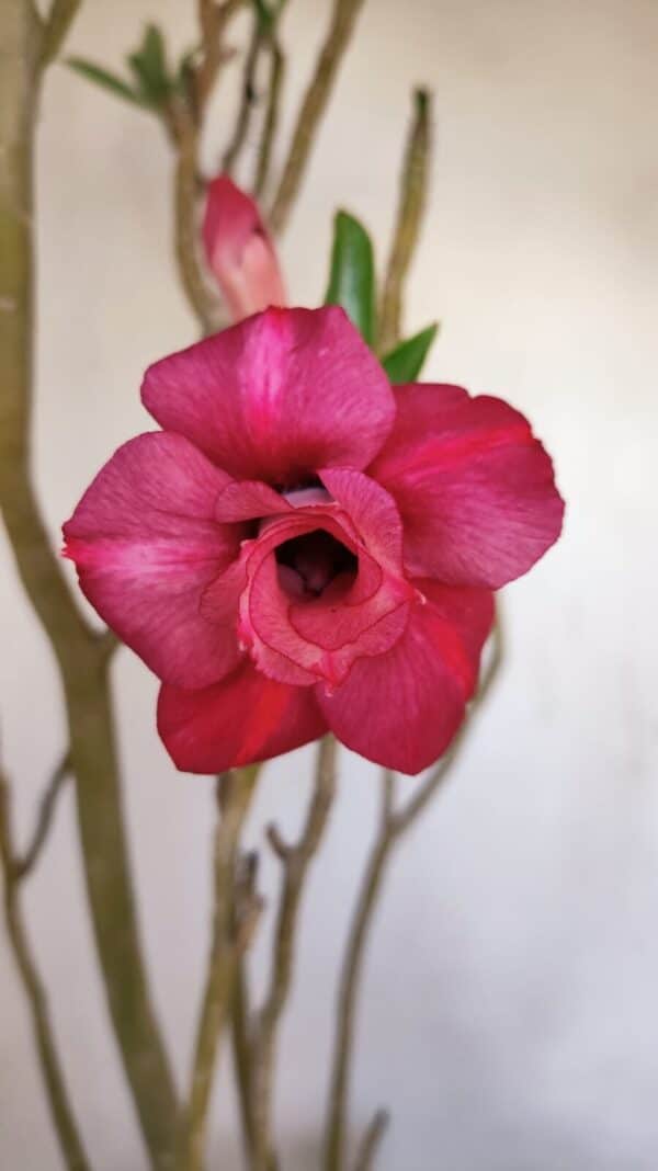 Planta Dobrada 3341 – 40cm – 03 anos - Imagem 1