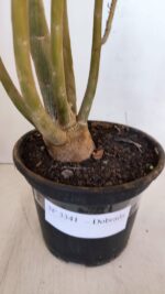 Planta Dobrada 3341 – 40cm – 03 anos - Imagem 5