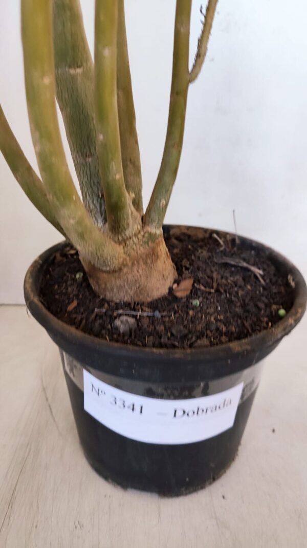 Planta Dobrada 3341 – 40cm – 03 anos - Imagem 5