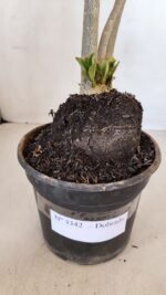 Planta Dobrada 3342 – 35cm – 03 anos - Imagem 6
