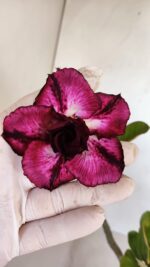 Planta Dobrada 3342 – 35cm – 03 anos