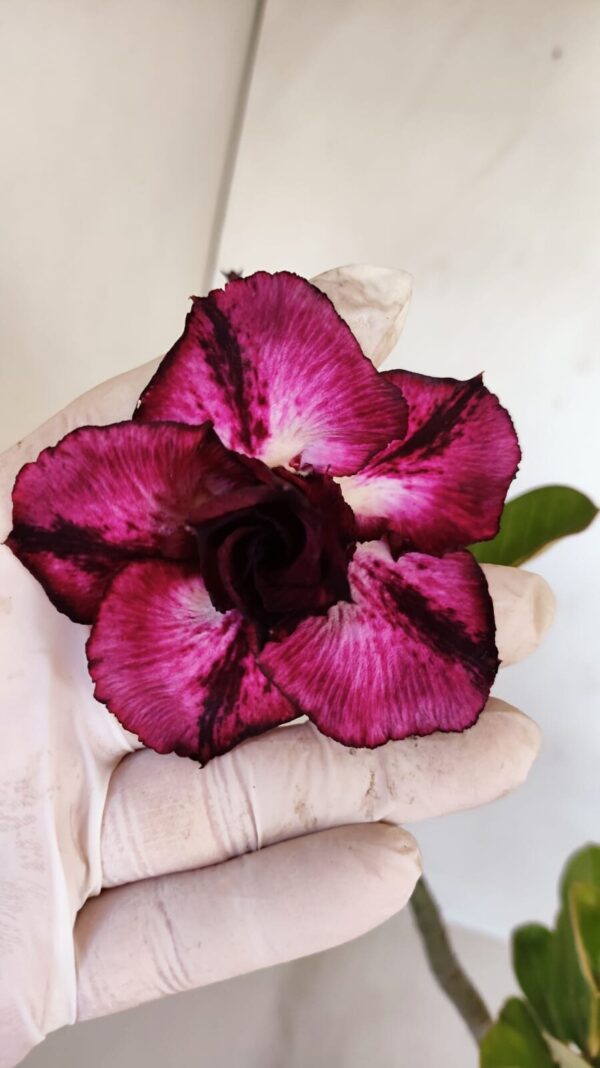 Planta Dobrada 3342 – 35cm – 03 anos - Imagem 1