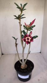 Planta Dobrada 3343 – 35cm – 03 anos - Imagem 2