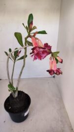Planta Dobrada 3343 – 35cm – 03 anos - Imagem 7