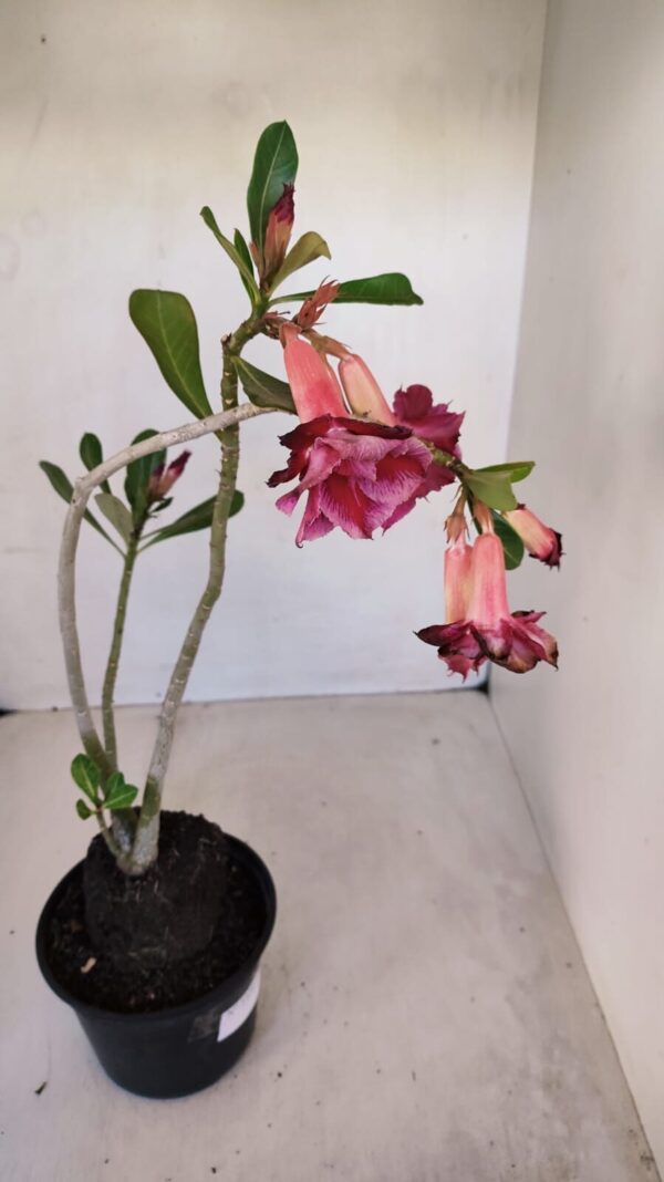 Planta Dobrada 3343 – 35cm – 03 anos - Imagem 7