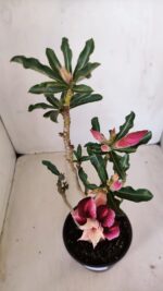 Planta Dobrada 3343 – 35cm – 03 anos - Imagem 4