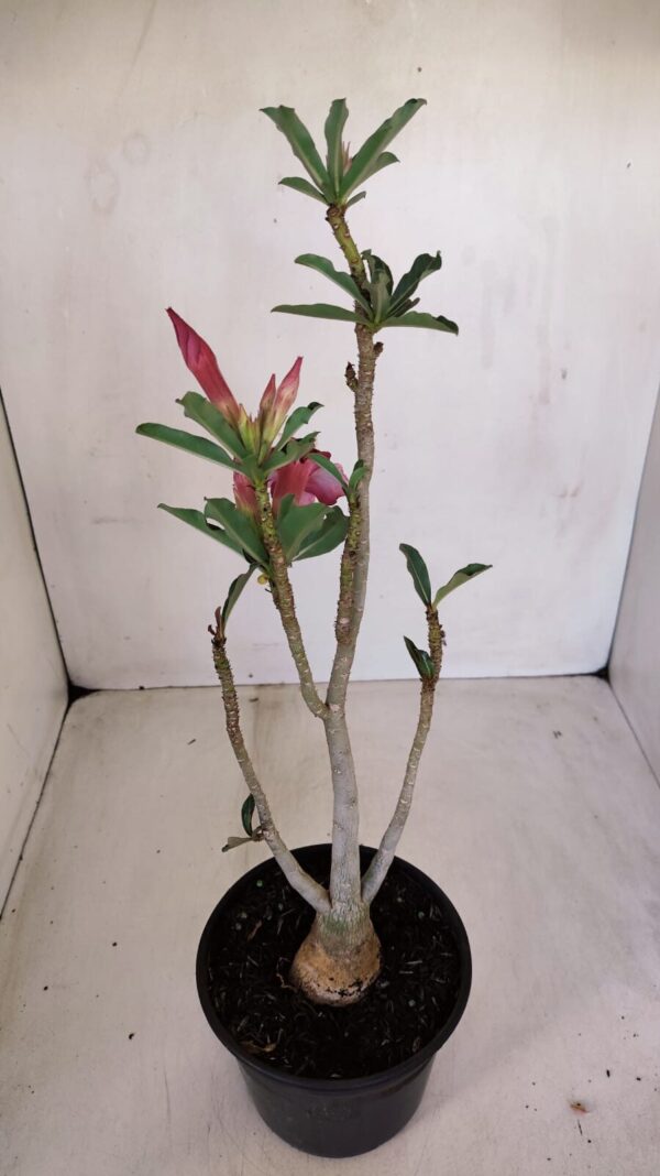 Planta Dobrada 3343 – 35cm – 03 anos - Imagem 6