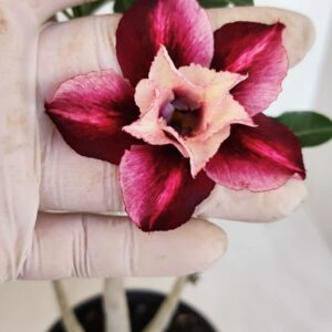 Planta Dobrada 3343 – 35cm – 03 anos