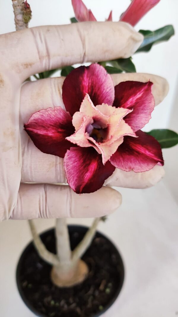 Planta Dobrada 3343 – 35cm – 03 anos - Imagem 1