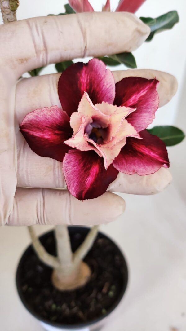 Planta Dobrada 3343 – 35cm – 03 anos - Imagem 3