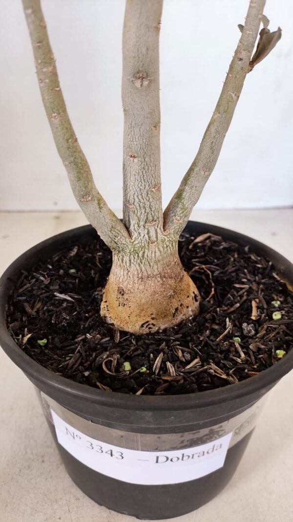 Planta Dobrada 3343 – 35cm – 03 anos - Imagem 8