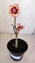Planta Dobrada 3344 – 30cm – 02 anos - Imagem 2