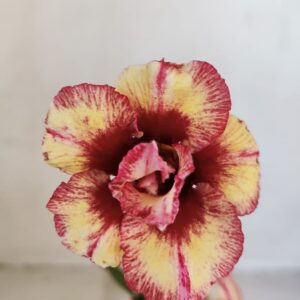 Planta Dobrada 3344 – 30cm – 02 anos