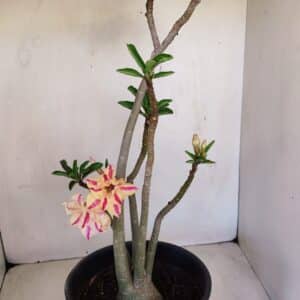 Planta Dobrada 3345 – 50cm – 4 anos