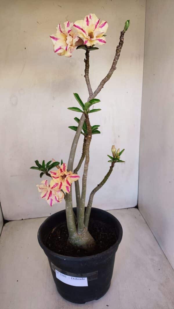 Planta Dobrada 3345 – 50cm – 4 anos - Imagem 1