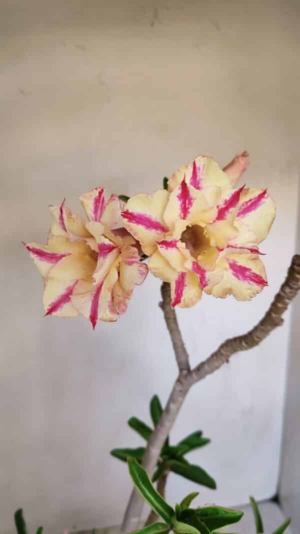 Planta Dobrada 3345 – 50cm – 4 anos - Imagem 4