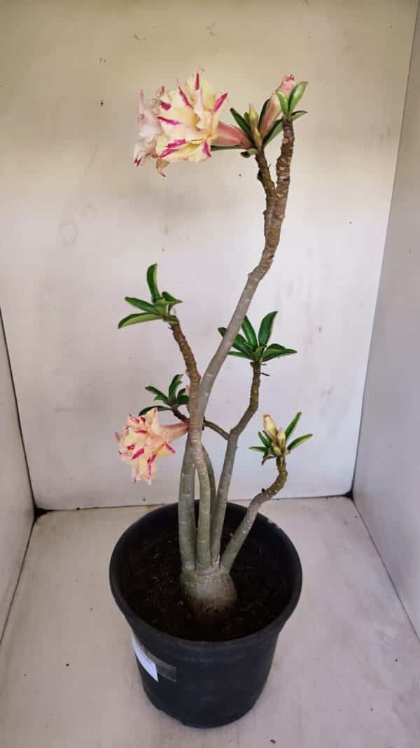 Planta Dobrada 3345 – 50cm – 4 anos - Imagem 6