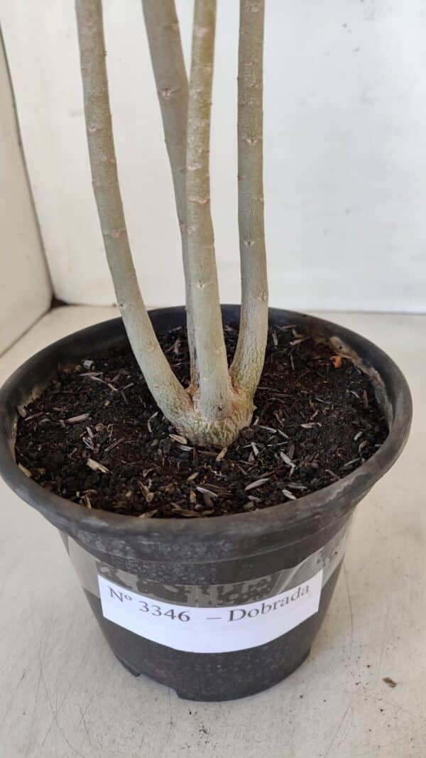 Planta Dobrada 3346 – 35cm – 3 anos - Imagem 6