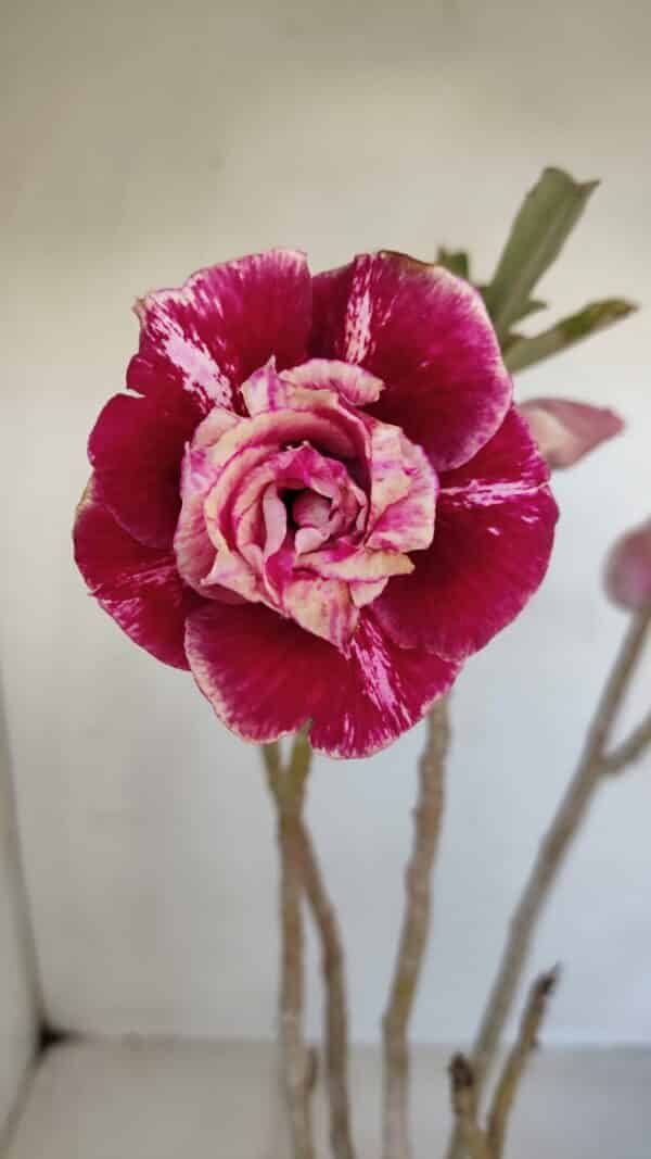 Planta Dobrada 3346 – 35cm – 3 anos - Imagem 1