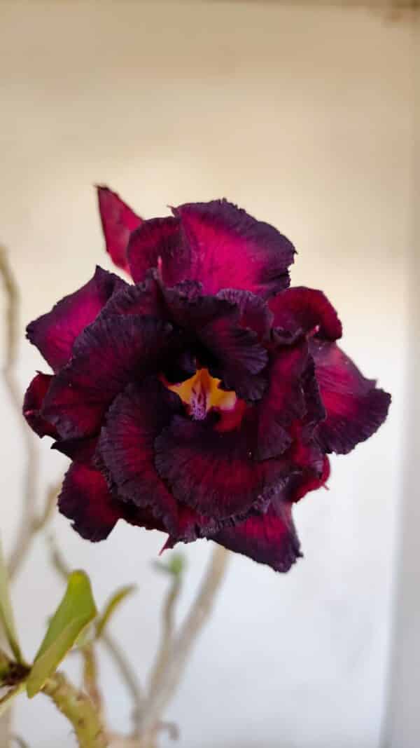 Planta Dobrada 3347 – 45cm – 4 anos - Imagem 1