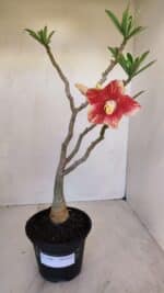 Planta Dobrada 3348 – 35cm – 3 anos - Imagem 2