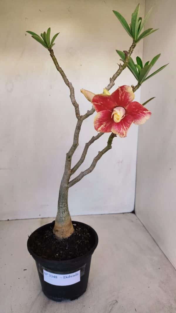 Planta Dobrada 3348 – 35cm – 3 anos - Imagem 2