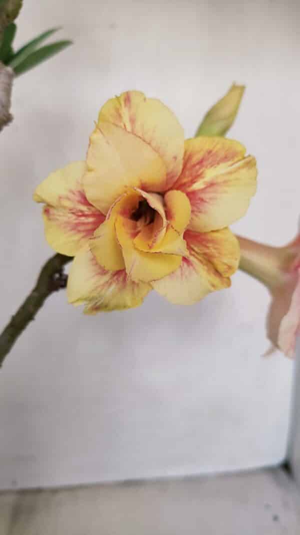 Planta Dobrada 3348 – 35cm – 3 anos - Imagem 1