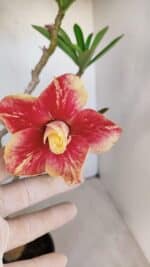 Planta Dobrada 3348 – 35cm – 3 anos