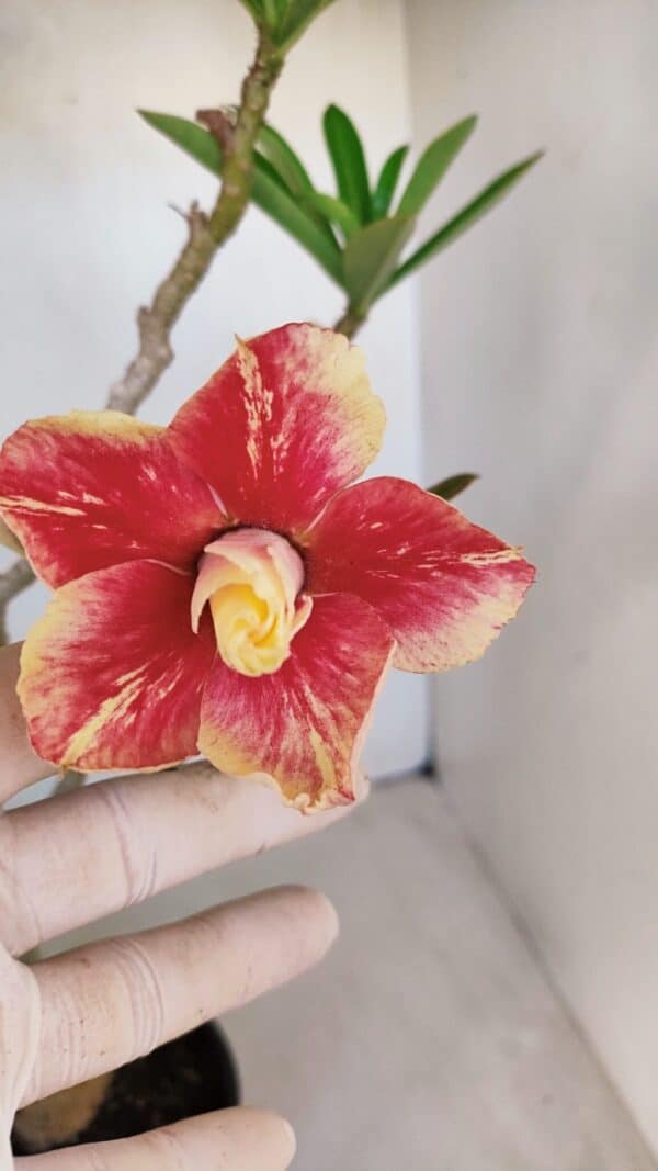 Planta Dobrada 3348 – 35cm – 3 anos - Imagem 1