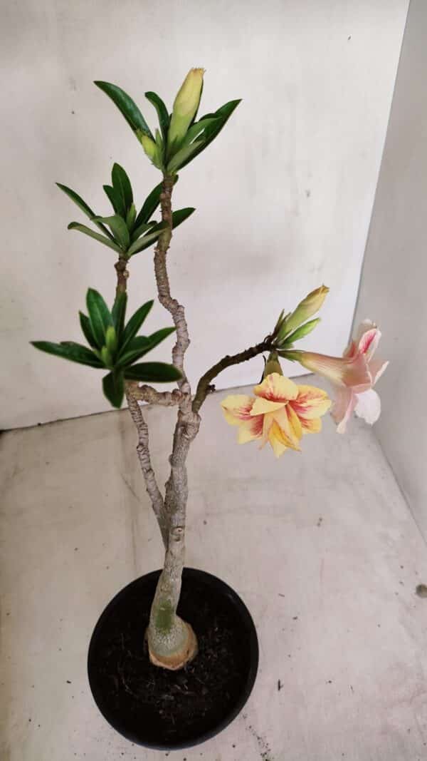Planta Dobrada 3348 – 35cm – 3 anos - Imagem 4