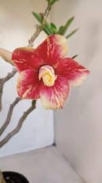 Planta Dobrada 3348 – 35cm – 3 anos - Imagem 4