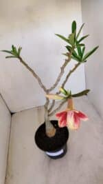 Planta Dobrada 3348 – 35cm – 3 anos - Imagem 5