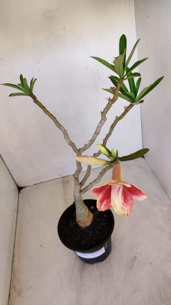 Planta Dobrada 3348 – 35cm – 3 anos - Imagem 5