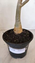 Planta Dobrada 3348 – 35cm – 3 anos - Imagem 8